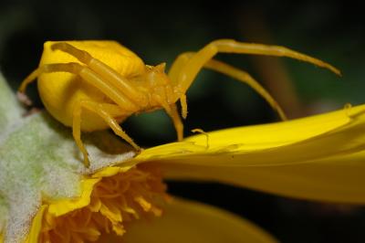 DSC_0009.JPG