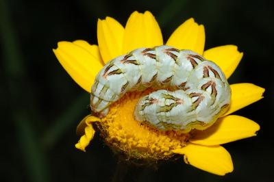 DSC_0047.JPG