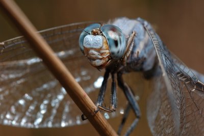 DSC_0011.JPG
