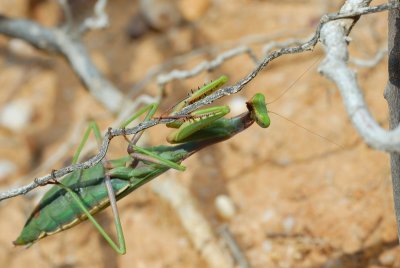 DSC_0119.JPG