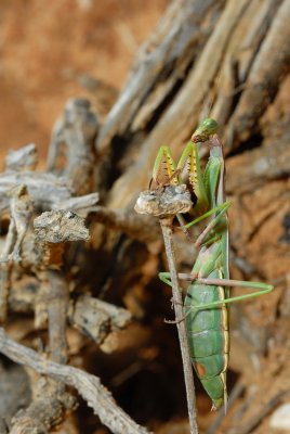 DSC_0120.JPG