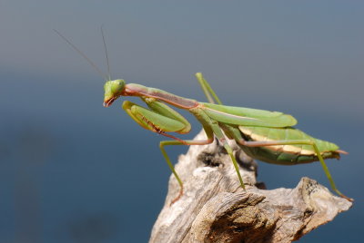 DSC_0121.JPG