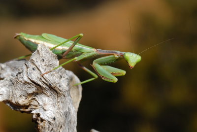 DSC_0123.JPG