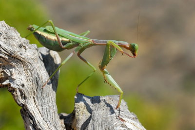 DSC_0124.JPG