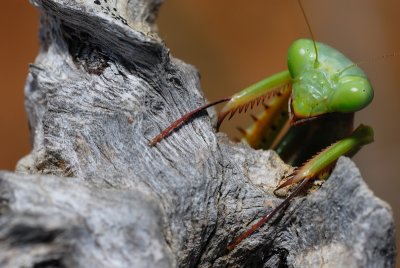 DSC_0150.JPG