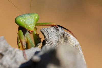 DSC_0157.JPG