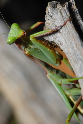 DSC_0158.JPG