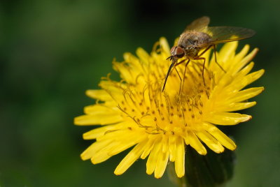 DSC_0020.JPG