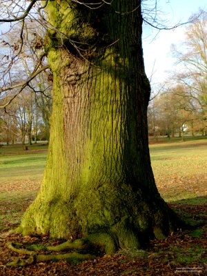 P1000200XVSP.jpg