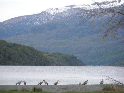 Ibis birds at lake Nonthu