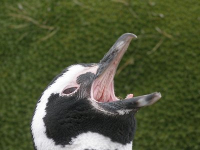 WHEEEEIHHHH !! Magellanic Pinguin