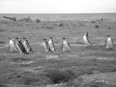Pinguinos @ seno Otway, southern Patagonia