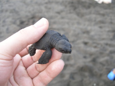 Guatemala, monterrico, back 2 the sea turtles