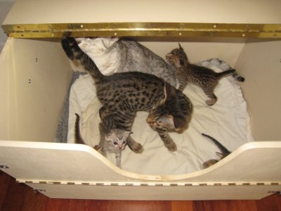 2008-07-24Cary in the kitten box with Neffis kittens