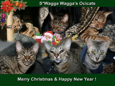 2009 Christmas card