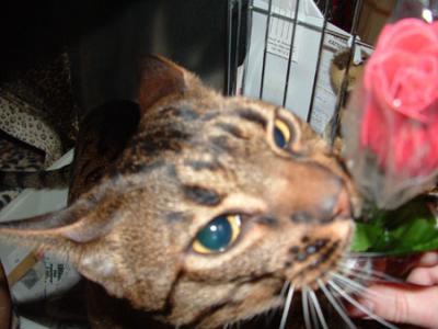 2006-02-12 GRK