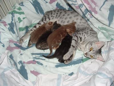 Cosmonova & her kittens