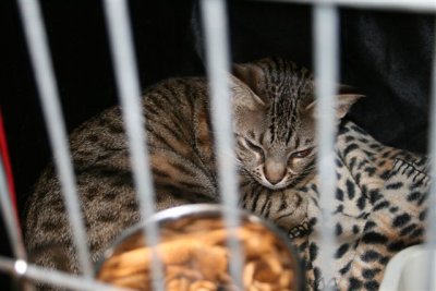 Kahla rest in her show cage
