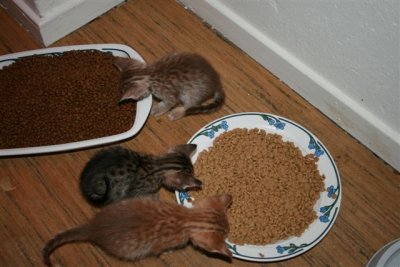 They all eat dry food now !