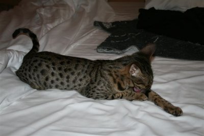 Princess on the bed in the hotel-room