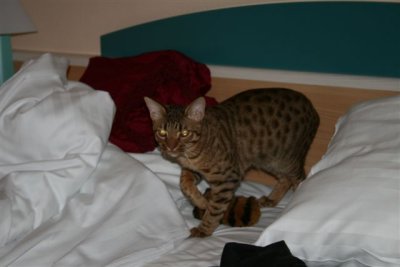 Flash on the bed
