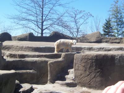 These polar bears were totally showing off