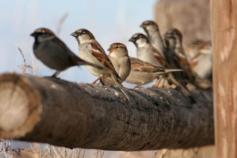 Line of Sparrows