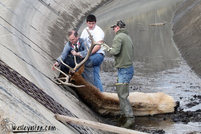 Elk Rescue