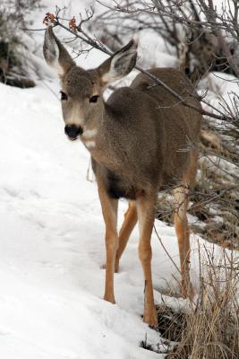 Mule Deer