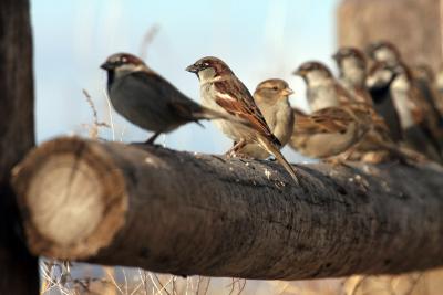 Line of Sparrows