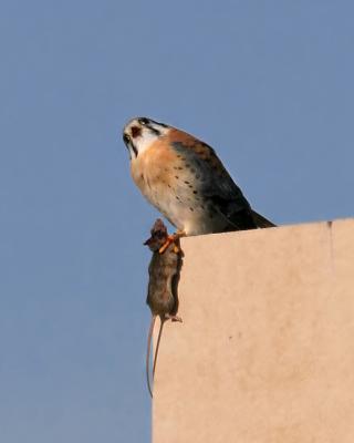 Sparrow Hawk & Mouse