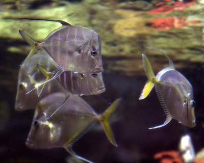 Lookdown Fish