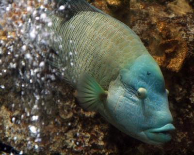 Potato Cod