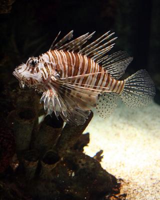 Lion Fish