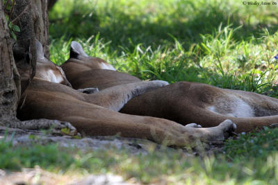 Puma nap