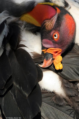 Condors