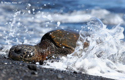 Splashing Hawksbill Turtle