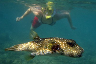 Stripedbelly Puffer, and Markai