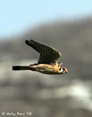 Sparrow Hawk