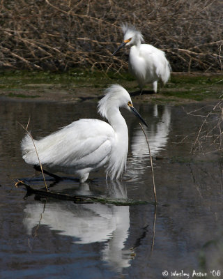 Snowy Egret's