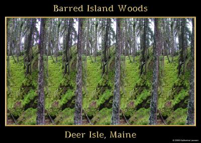 Barred Island Woods Stereogram