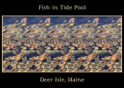 Fish in Tide Pool Stereogram