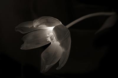 Death of a Tulip act I