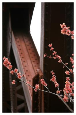 Bridge With Flowers