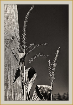 Growing Wildly