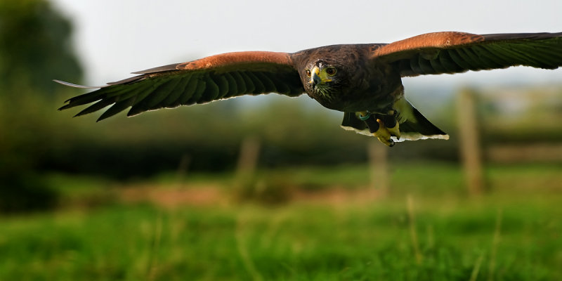 Kiya in flight, Sharandys