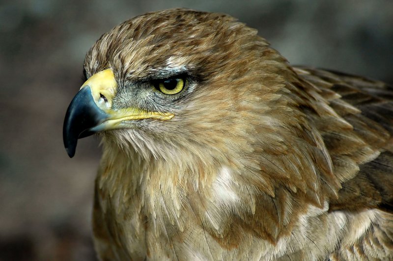 Buzzard, Bossington (6898)
