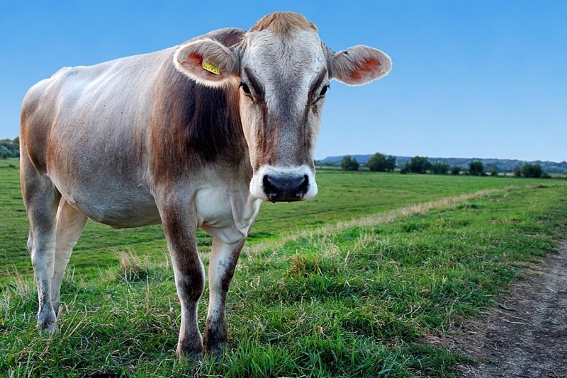 Cow stare, near Muchelney (1915