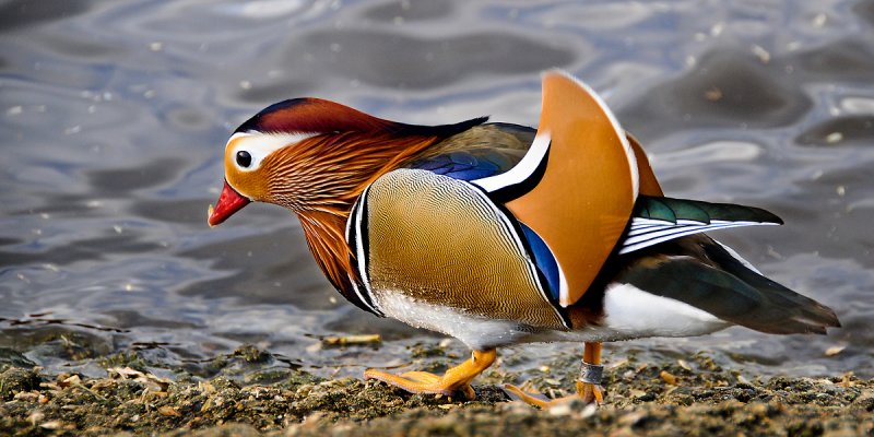 Mandarin duck, Slimbridge (2017)