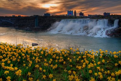 Dawn and daffodils at Niagara Falls